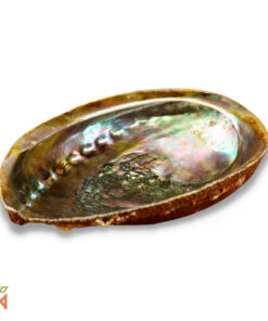 Abalone Shell